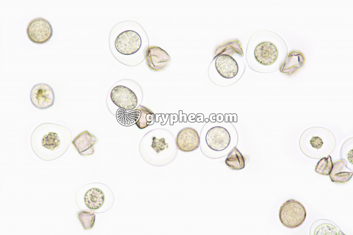 Pollen d'If (Taxus baccata) x100 - gryphea.com